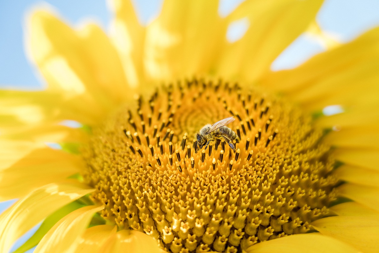 sunflower, bee, pollinate-6212201.jpg