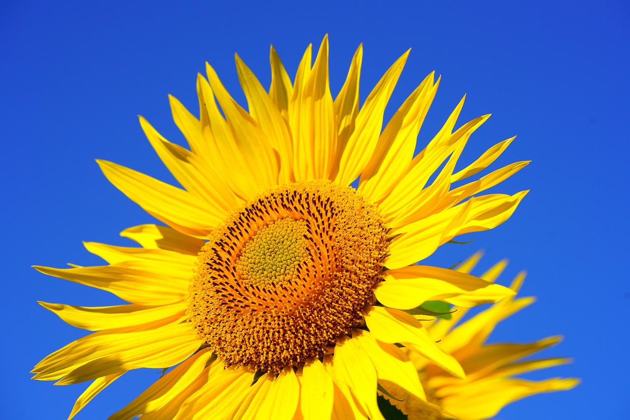sunflower, blossom, bloom-2511961.jpg