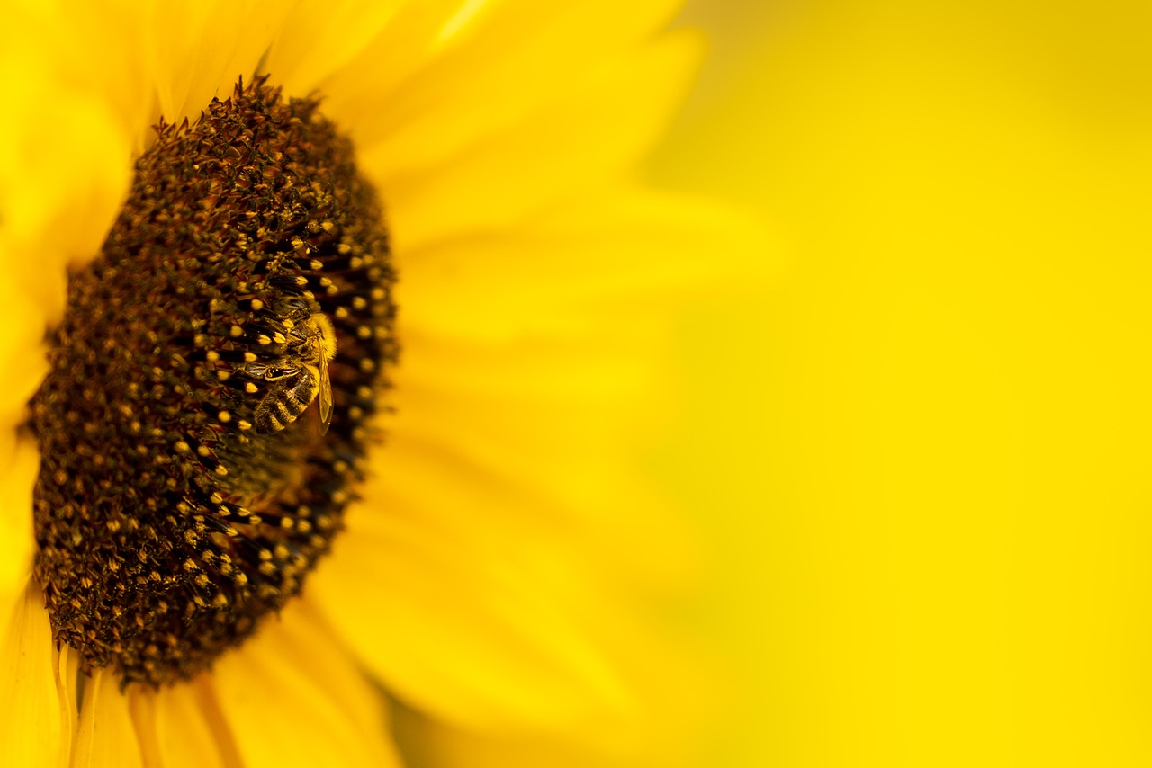 sunflower, flower, bee-6545123.jpg