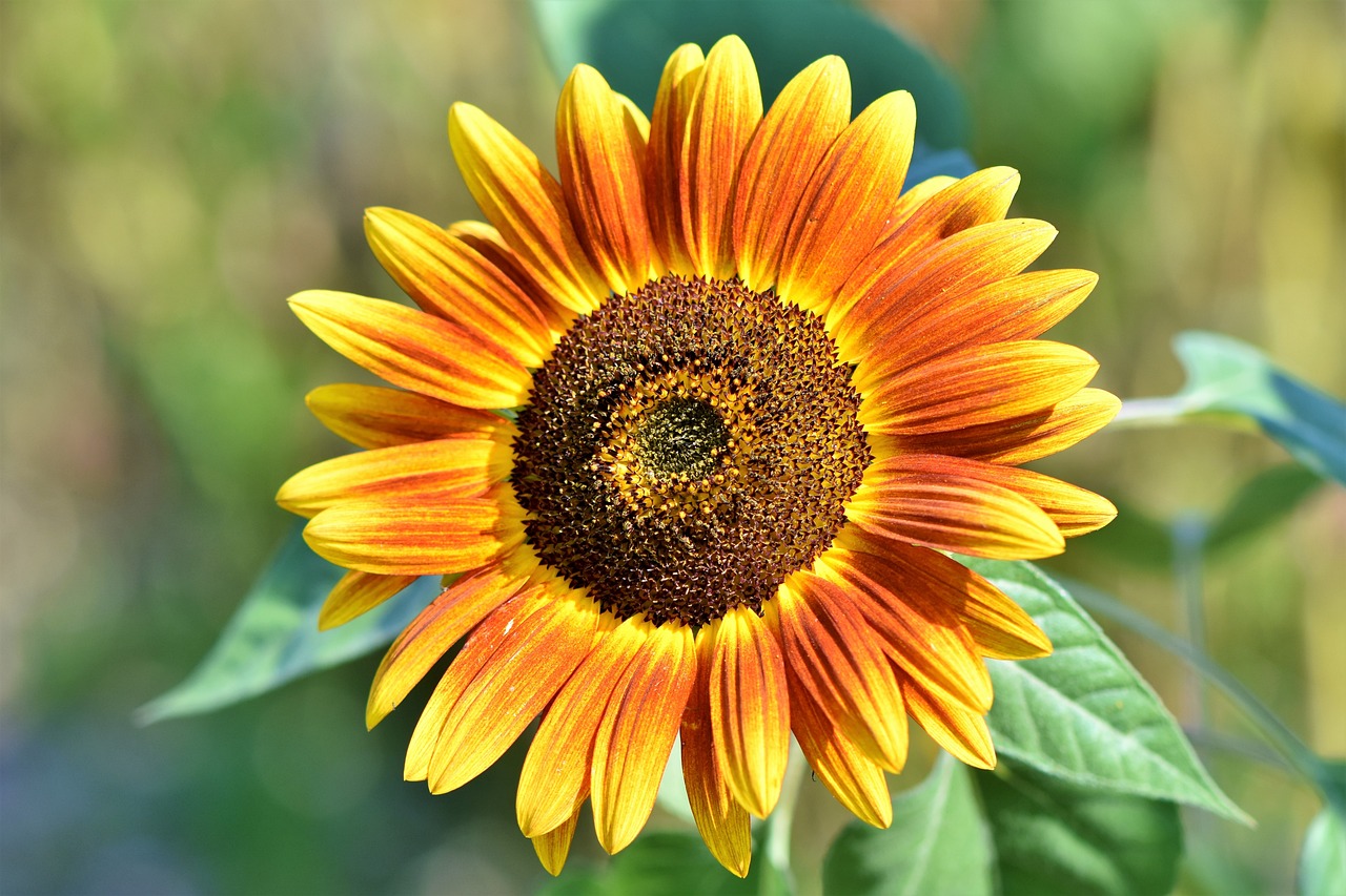sunflower, flower, botany-3614728.jpg