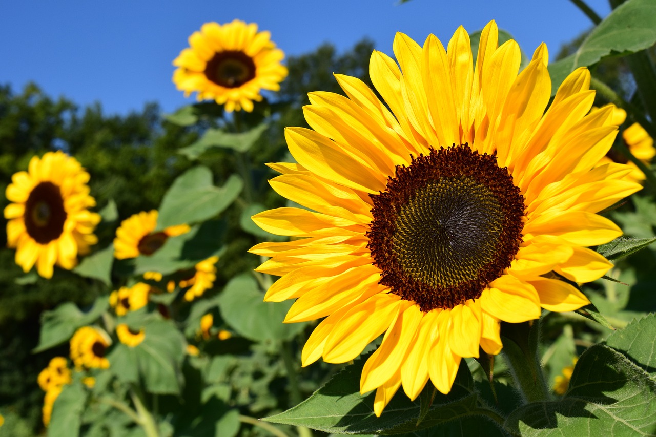 sunflower, yellow, flower-1627193.jpg