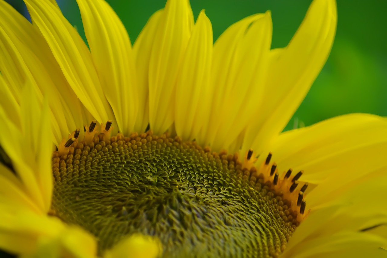 sunflower, yellow, flower-4576573.jpg
