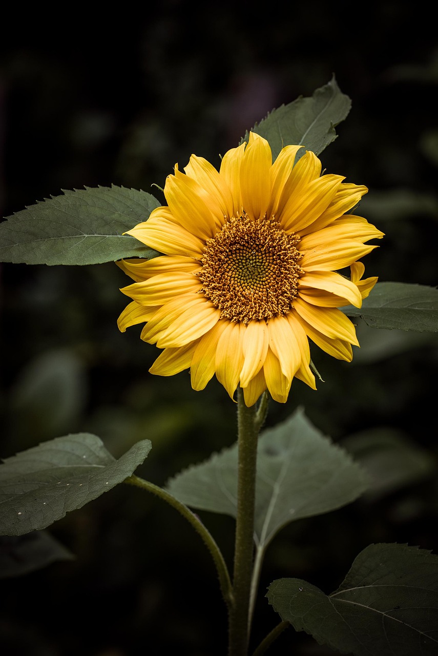 flower, beautiful flowers, sunflower-4476373.jpg