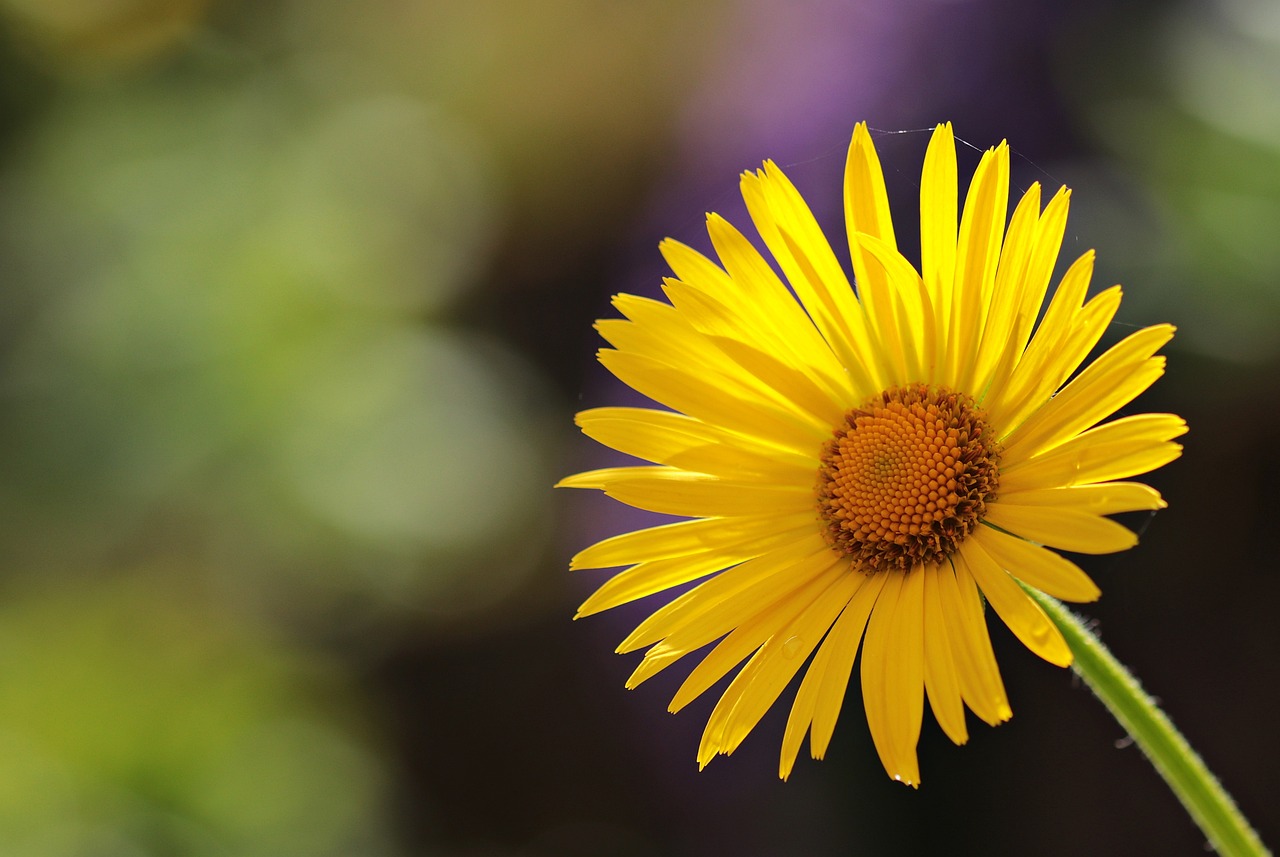 flower, daisies, blossom-2254866.jpg