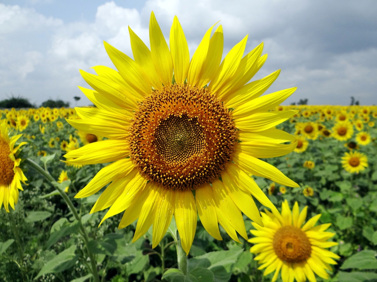flower, sunflower, flower background-204161.jpg