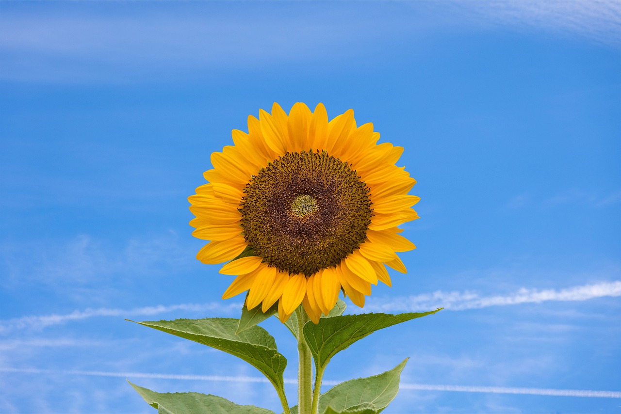 flowers, sunflower, flower wallpaper-7135053.jpg