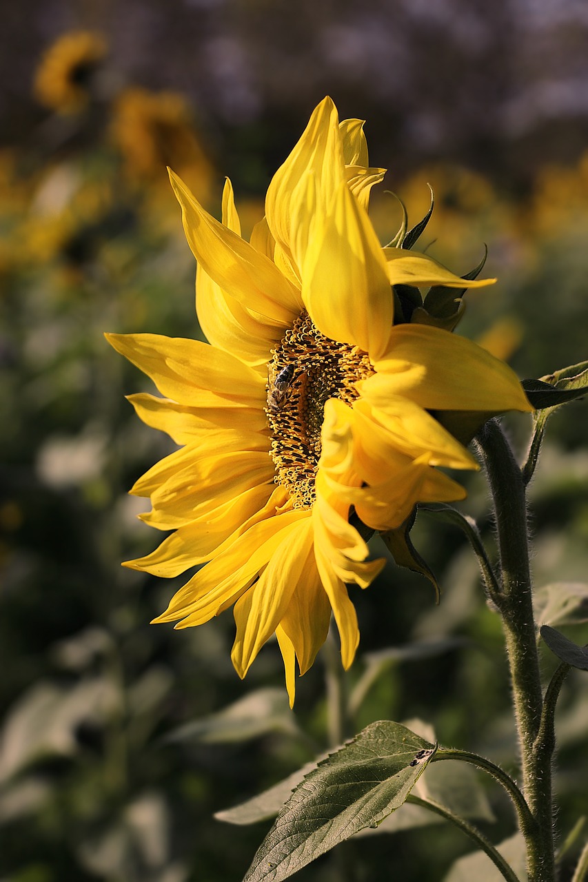 sunflower, flower background, flower-4584290.jpg