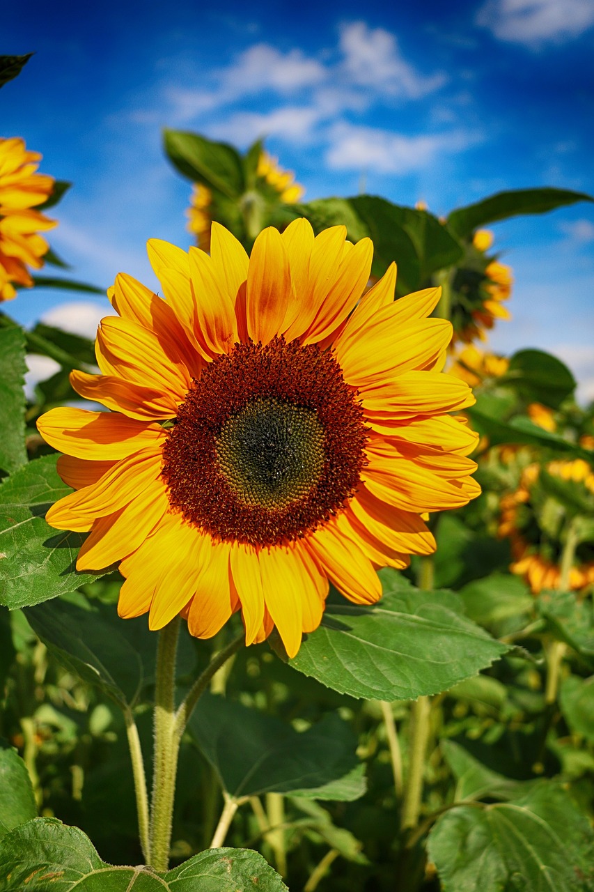 sunflower, flower, blossom-1621990.jpg