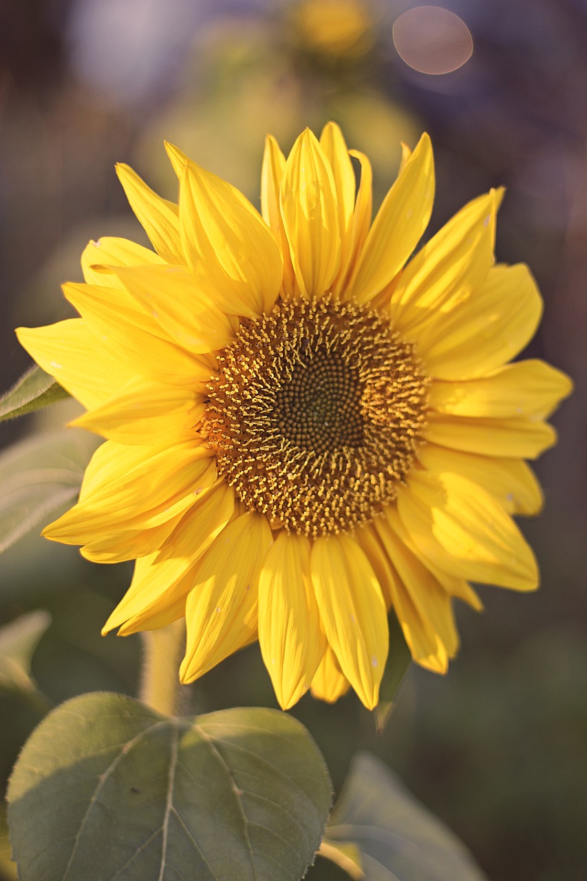 sunflower, flower, blossom-4621232.jpg