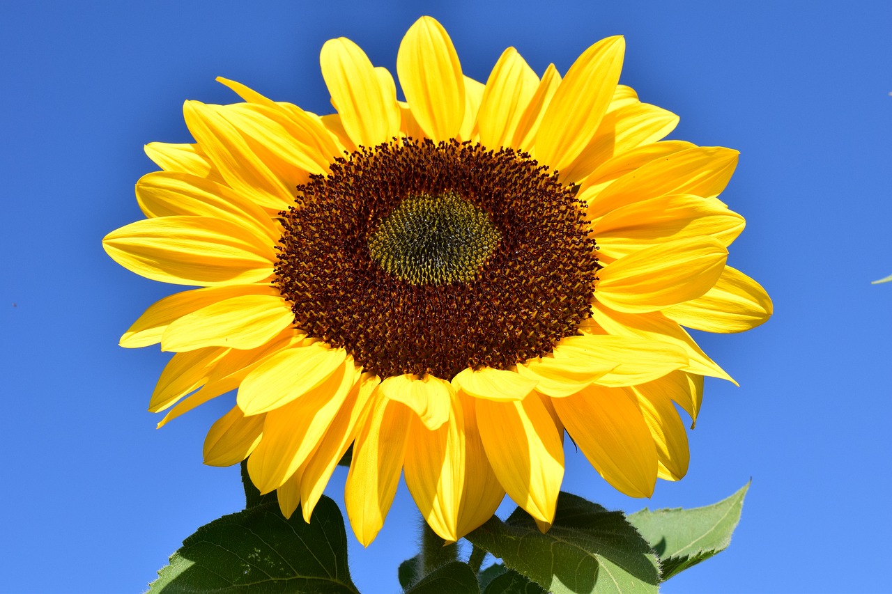 sunflower, yellow, flower-1627179.jpg