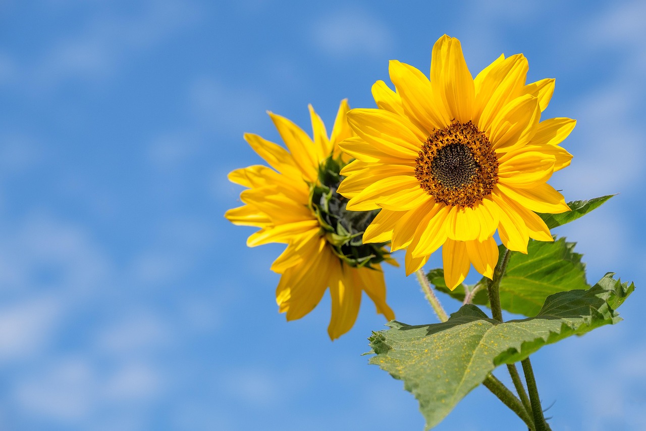 sunflowers, flowers, beautiful flowers-4298808.jpg