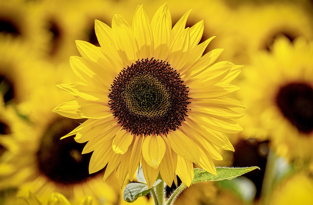 sunflowers, flowers, flower background-3790834.jpg