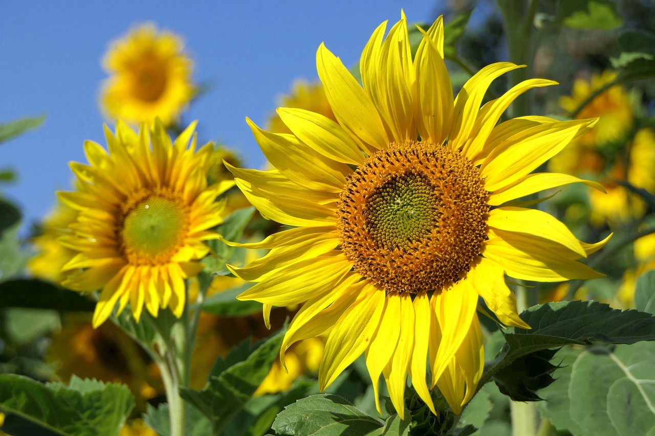 sunflowers, yellow flowers, sunflower field-3526901.jpg